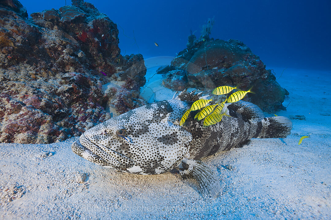 Malabar Grouper and Pilotfishes