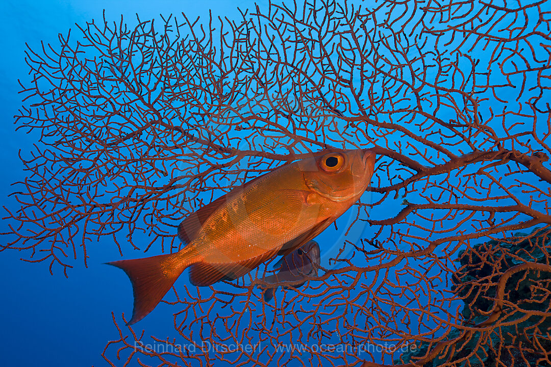 Red Crescent-tail Bigeye