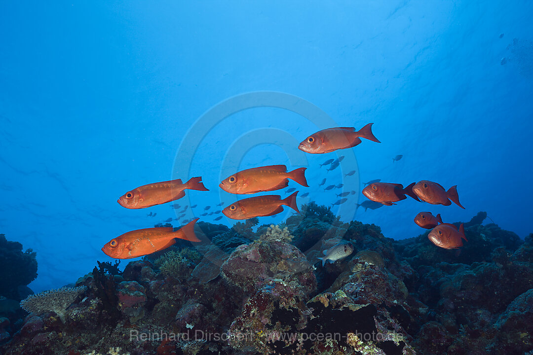 Rote Grossaugenbarsche, Priacanthus hamrur, Blue Corner Mikronesien, Palau