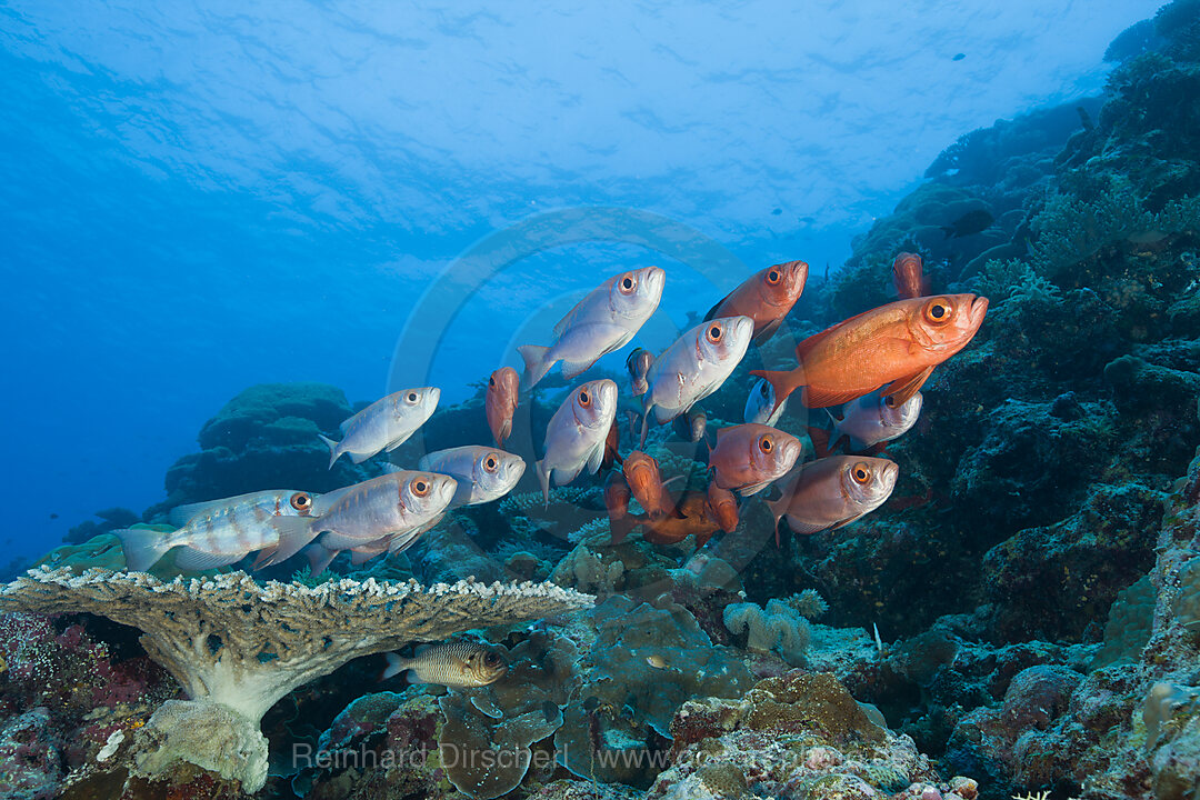 Gruppe Rote Grossaugenbarsche, Priacanthus hamrur, Blue Corner Mikronesien, Palau