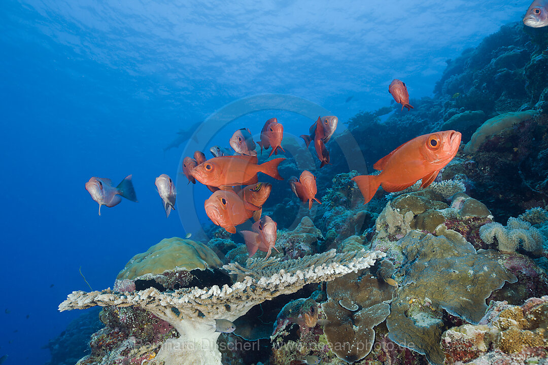 Rote Grossaugenbarsche, Priacanthus hamrur, Blue Corner Mikronesien, Palau