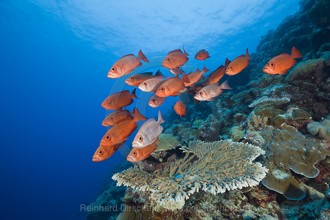 Gruppe Rote Grossaugenbarsche, Priacanthus hamrur, Blue Corner Mikronesien, Palau