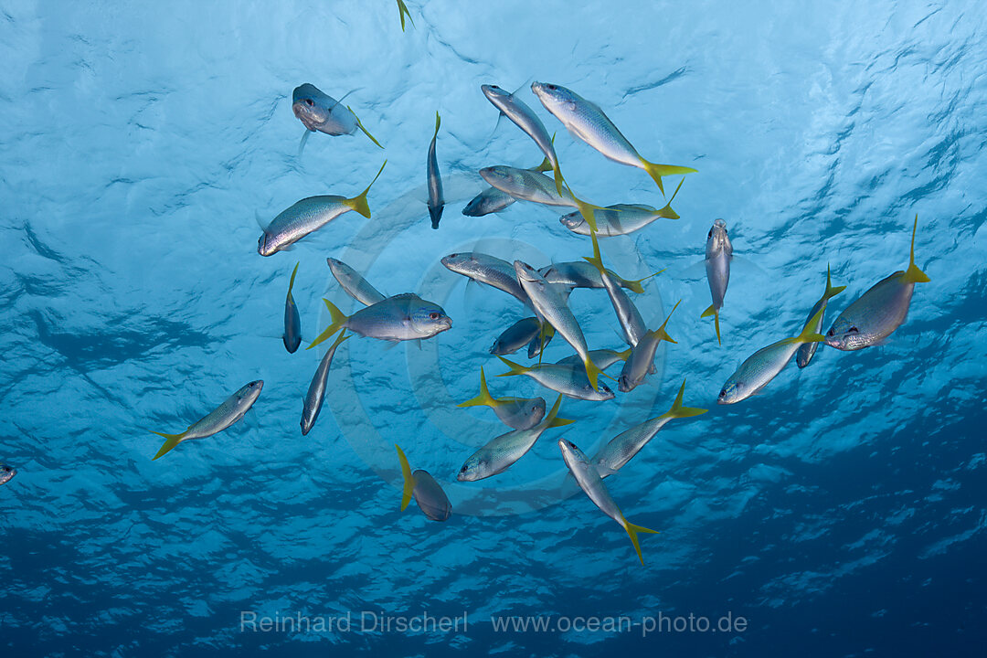 Schwarm Hochruecken-Fuesiliere, Caesio cuning, Ulong Channel Mikronesien, Palau