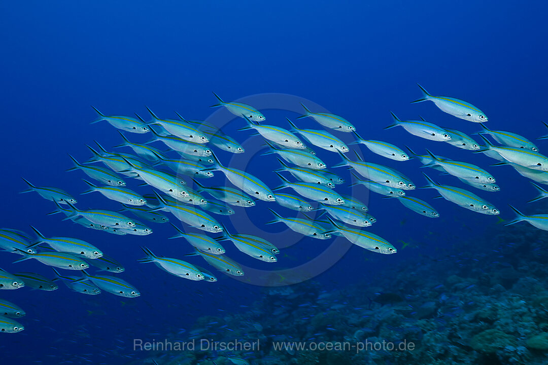 Schwarm Gelbstreifen-Fuesiliere, Caesio caerulaurea, Ulong Channel Mikronesien, Palau