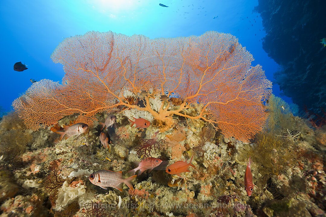 Soldatenfische unter Faecherkoralle, Annella mollis, Siaes Wall Mikronesien, Palau