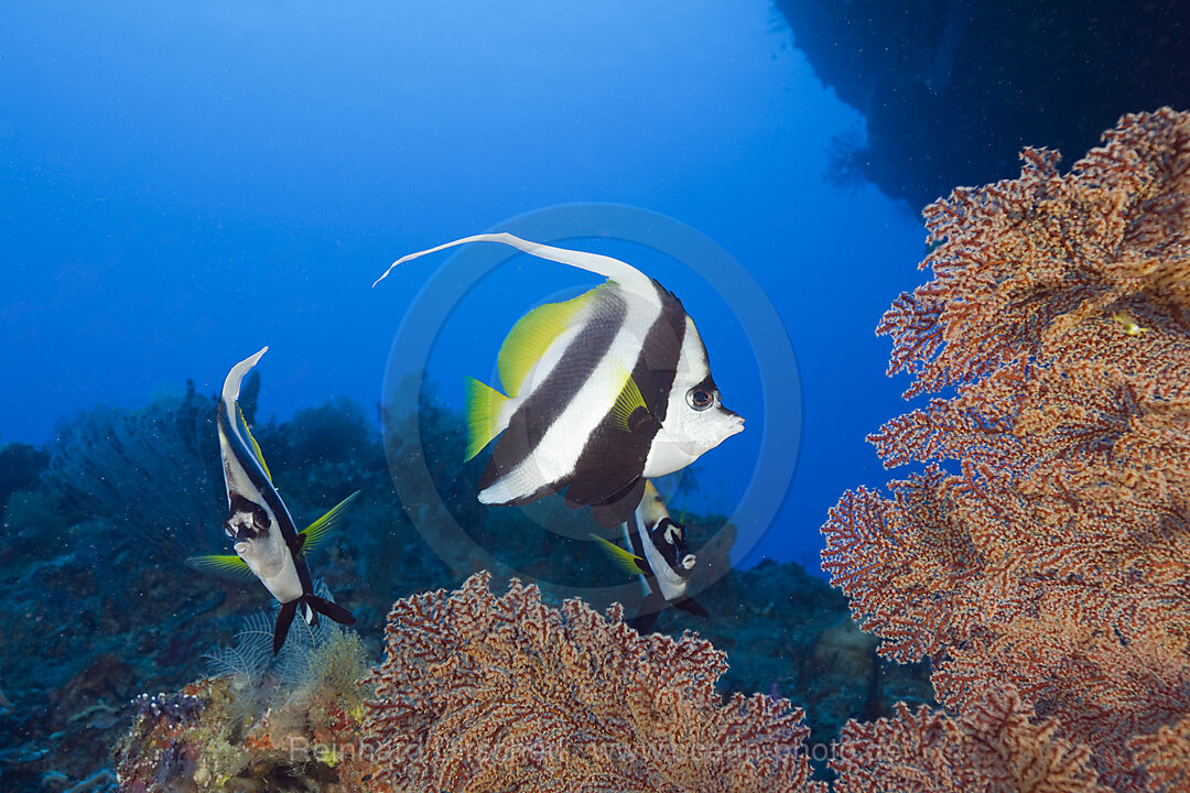 Gemeine Wimpelfische, Heniochus acuminatus, Siaes Tunnel Mikronesien, Palau