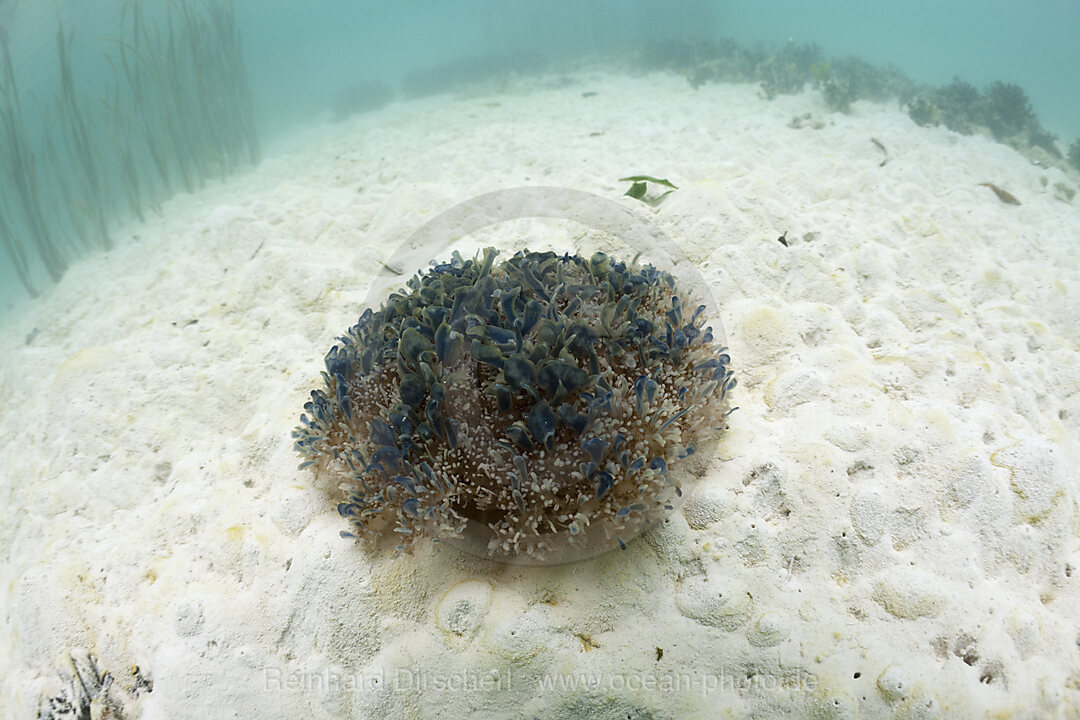 Wurzelmundqualle auf Sand, Cassiopea andromeda, Risong Bay Mikronesien, Palau