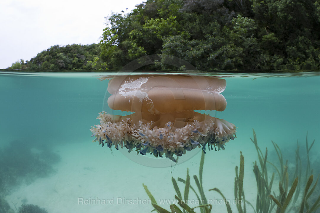 Upside-Down Jellyfish at Surface, Cassiopea andromeda, Risong Bay Micronesia, Palau