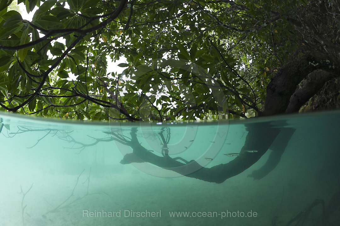 Mangroven-Baeume ragen ins Wasser
