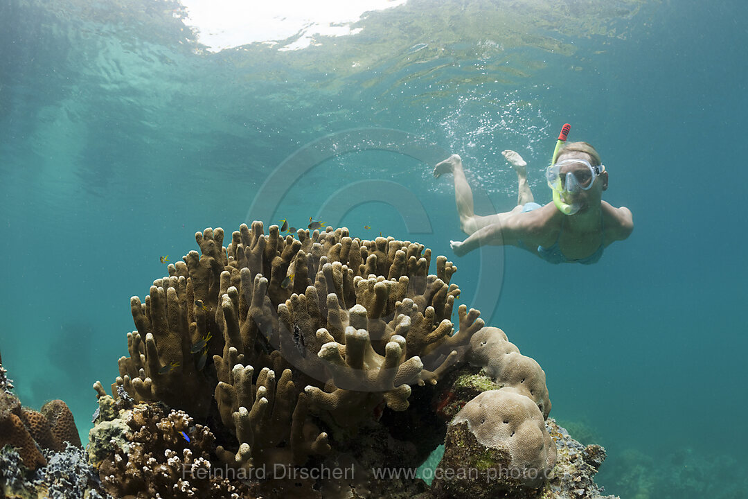 Schnorcheln in den Rock Islands, Risong Bay Mikronesien, Palau