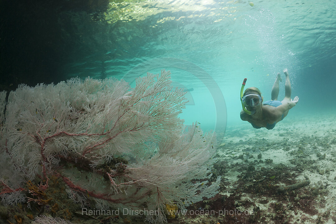 Schnorcheln in der Risong Bay, Risong Bay Mikronesien, Palau