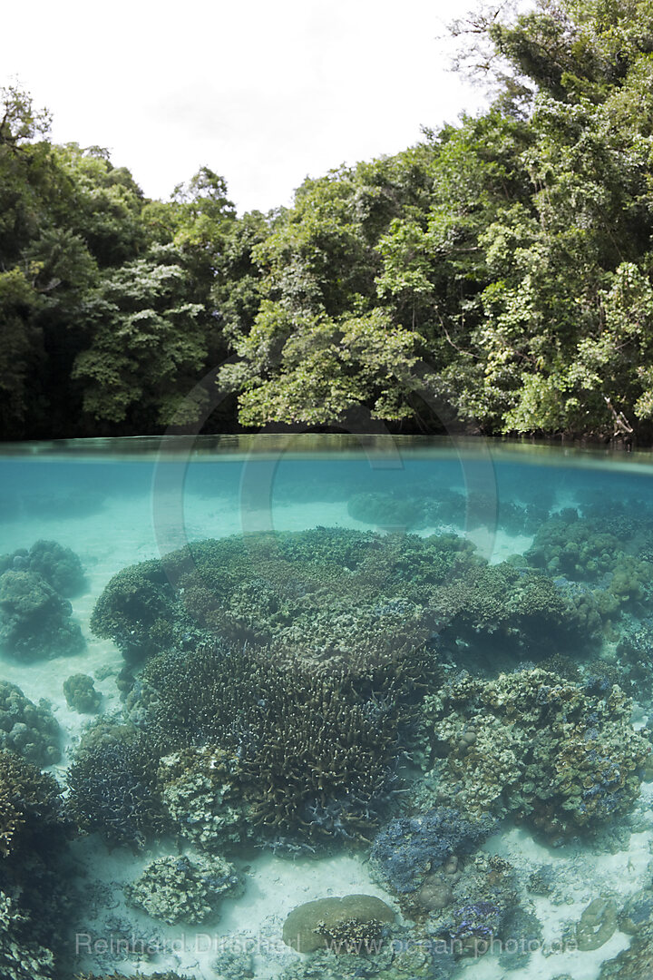 Corals in Risong Bay, Risong Bay Micronesia, Palau