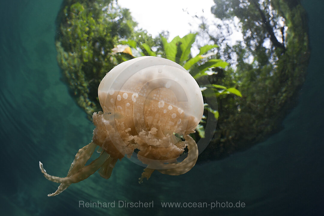 Mastigias Jellyfish, Matigias papua, Risong Bay Micronesia, Palau