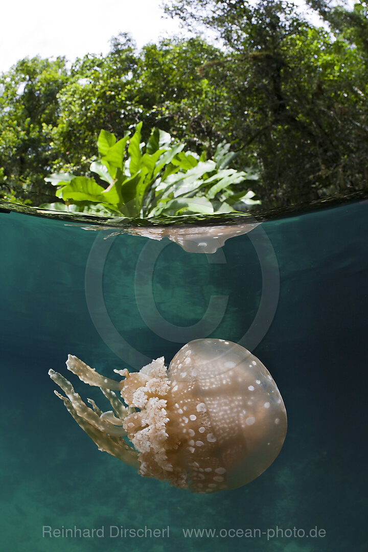 Mastigias Schirmqualle, Matigias papua, Risong Bay Mikronesien, Palau