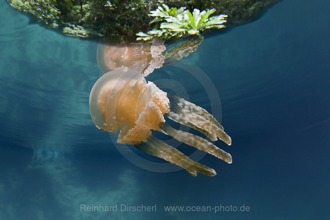 Mastigias Schirmqualle, Matigias papua, Risong Bay Mikronesien, Palau