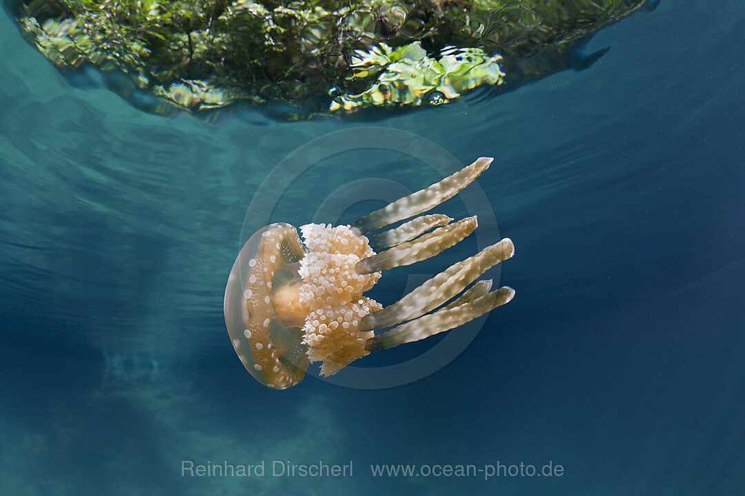 Mastigias Jellyfish, Matigias papua, Risong Bay Micronesia, Palau