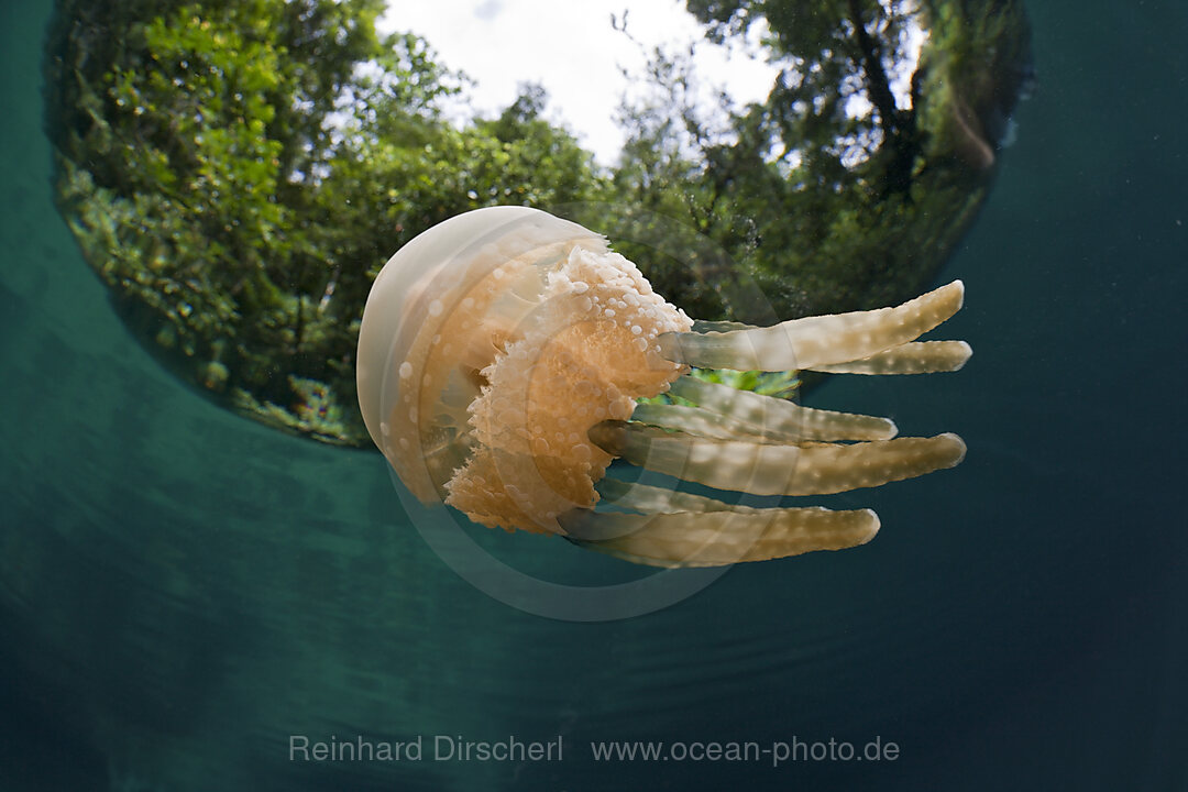 Mastigias Jellyfish, Matigias papua, Risong Bay Micronesia, Palau