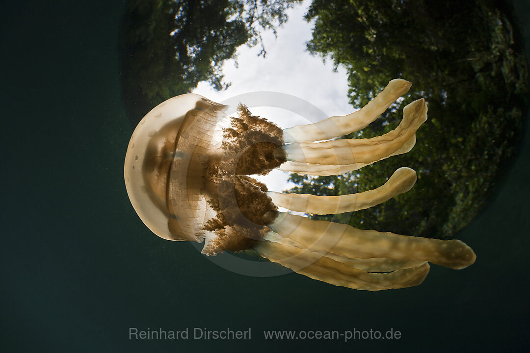 Mastigias Jellyfish