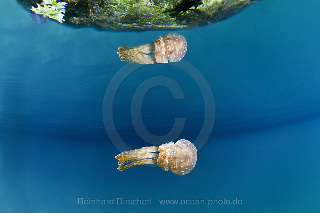 Mastigias Schirmqualle, Matigias papua, Risong Bay Mikronesien, Palau