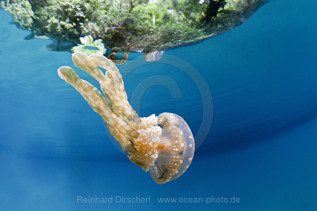 Mastigias Schirmqualle, Matigias papua, Risong Bay Mikronesien, Palau