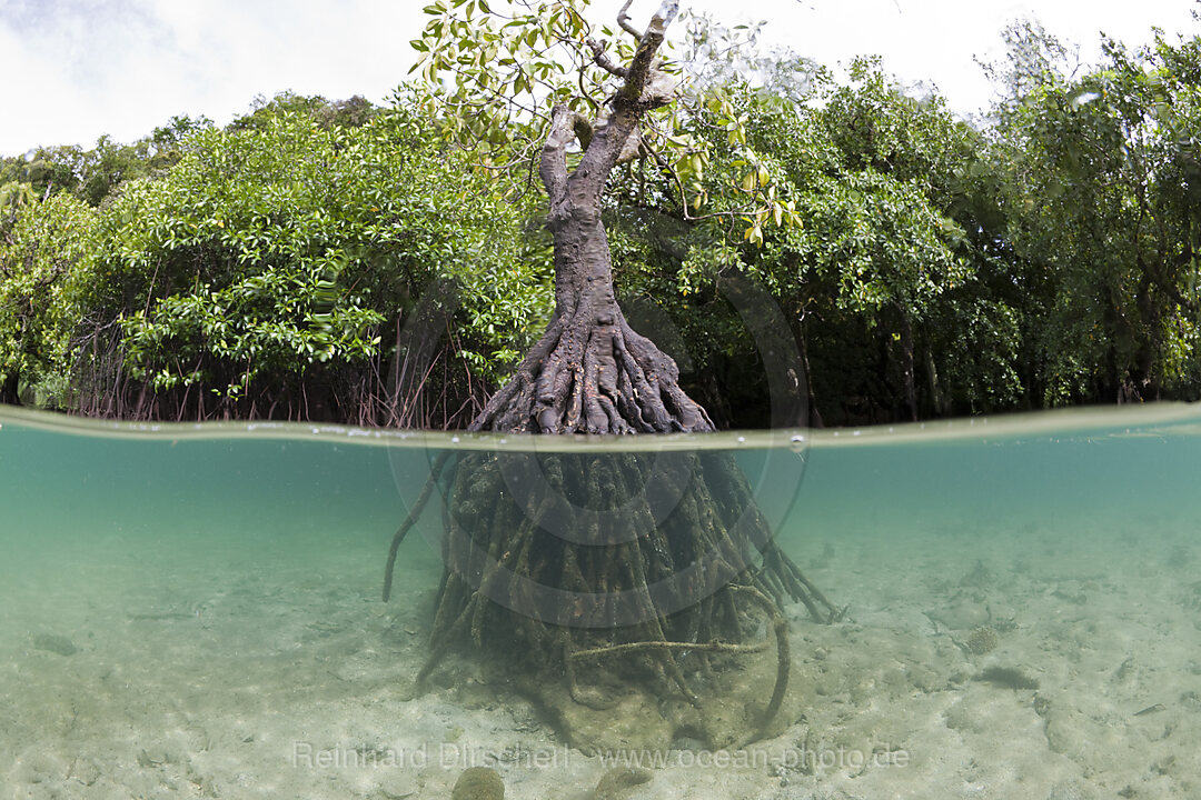 Risong Bay Mangroven, Risong Bay Mikronesien, Palau