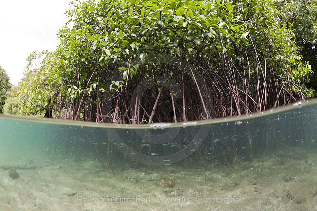 Risong Bay Mangroven, Risong Bay Mikronesien, Palau