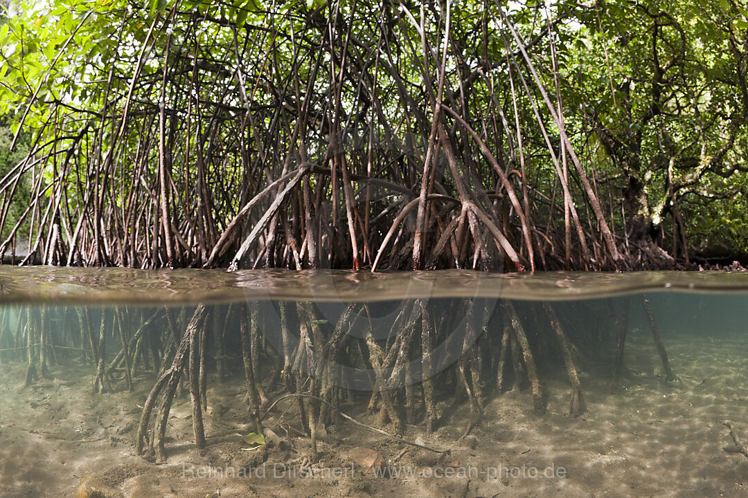 Risong Bay Mangroves, Risong Bay Micronesia, Palau