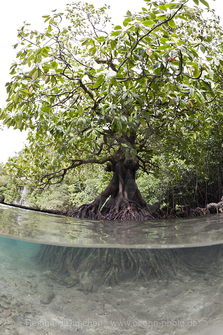 Risong Bay Mangroven, Risong Bay Mikronesien, Palau