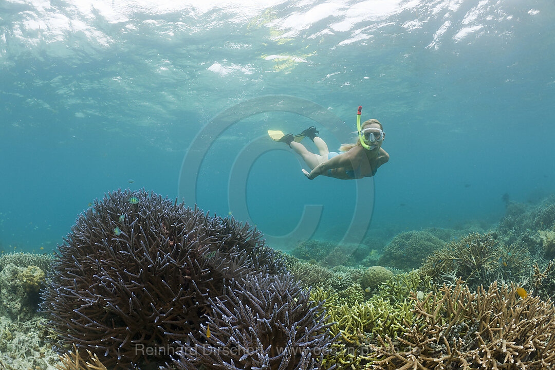 Snorkeling in Palau, Micronesia, Palau