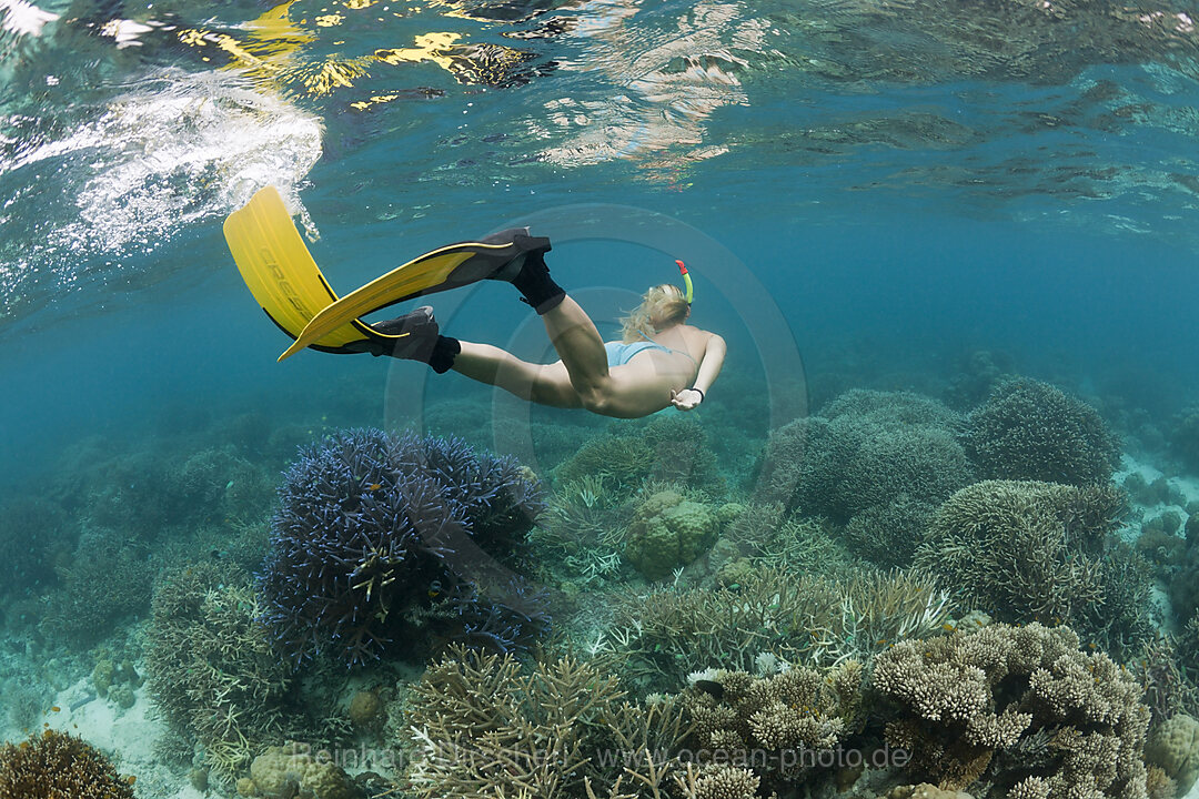 Abtauchen in Palau