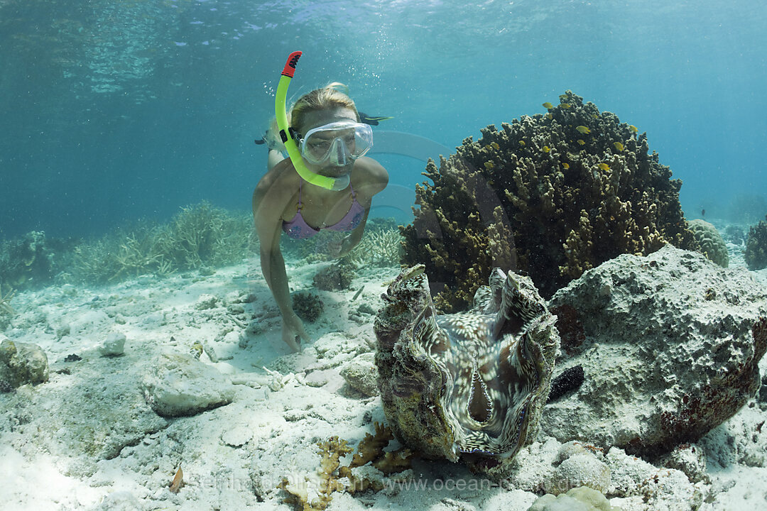 Riesenmuschel und Schnorchlerin, Tridacna Squamosa, Mikronesien, Palau