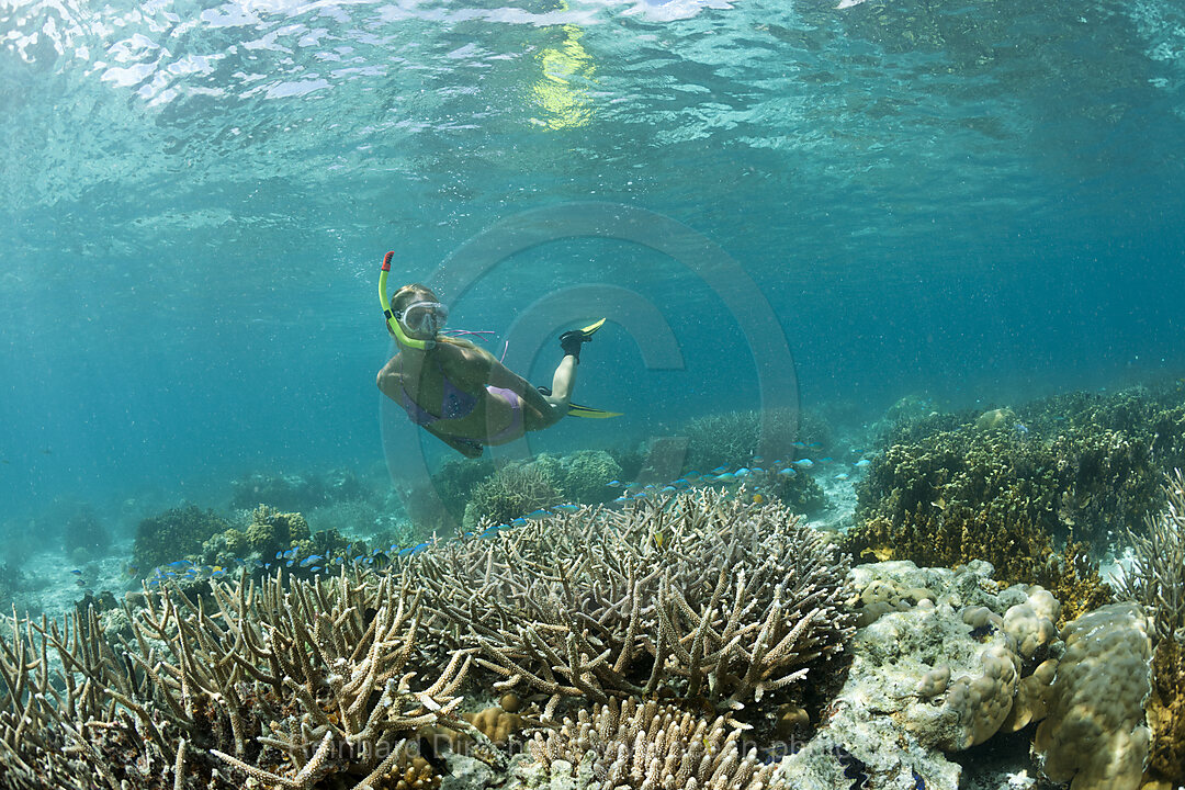 Korallenriff und Schnorchlerin, Mikronesien, Palau