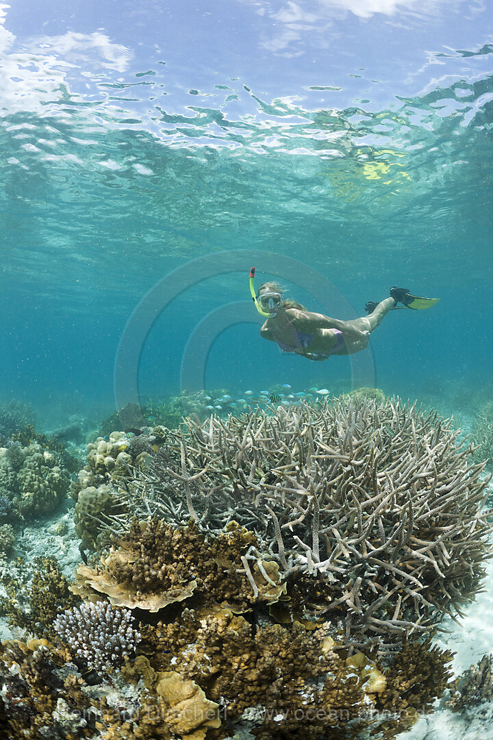 Abtauchen in Palau, Mikronesien, Palau