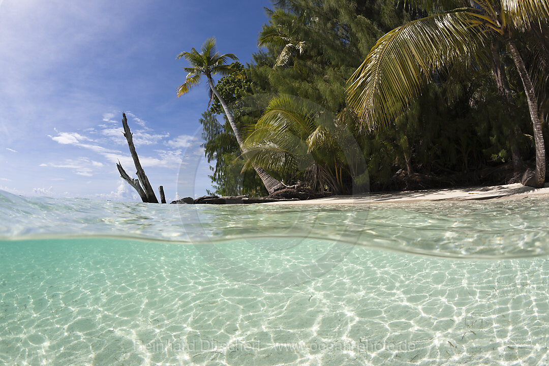 Lagune und Palmenstrand, Mikronesien, Palau