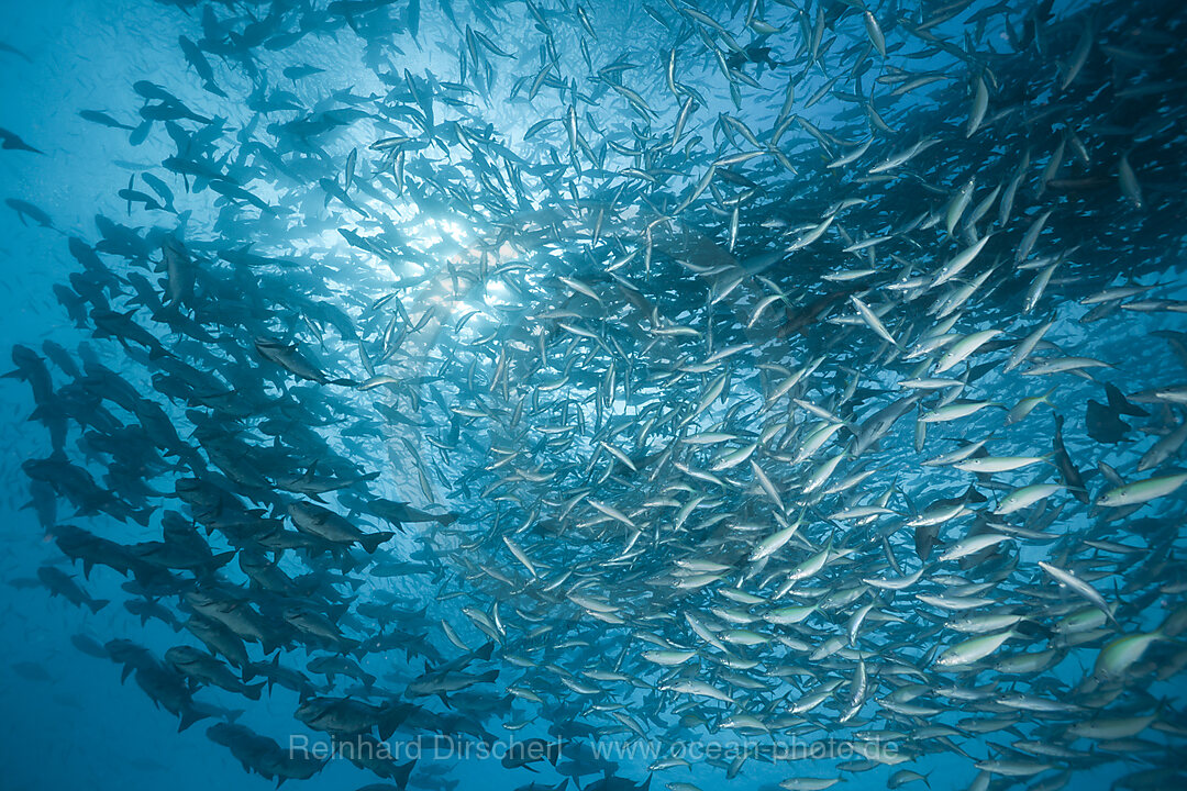Shooling Black Snapper and Fusiliers