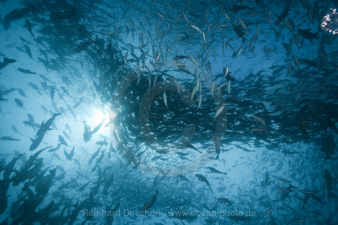 Shooling Black Snapper and Fusiliers, Macolor niger, German Channel Micronesia, Palau