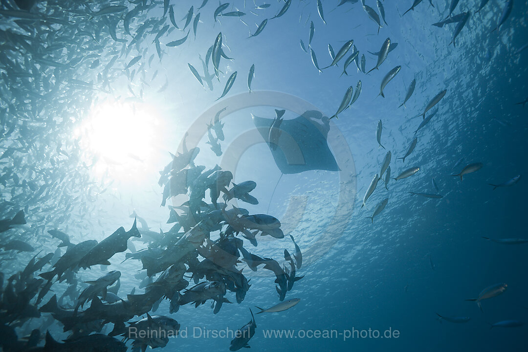 Mantas und Schwarm Schwarze Schnapper, Manta birostris, German Channel Mikronesien, Palau