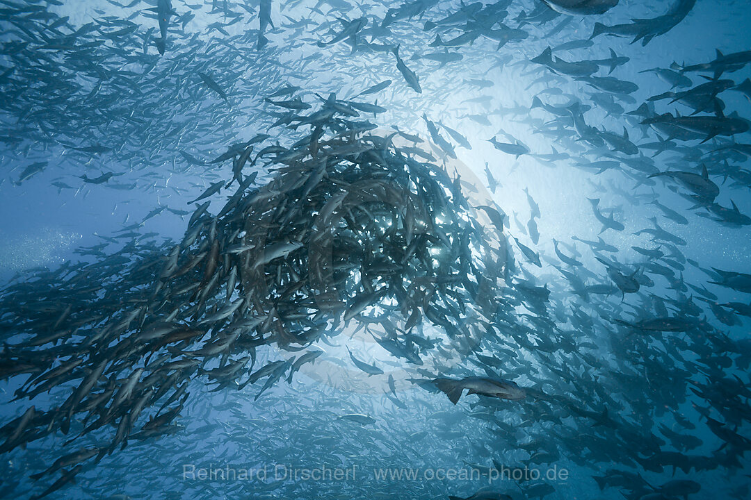 Shoal of Rudderfish laying Eggs in Open Water