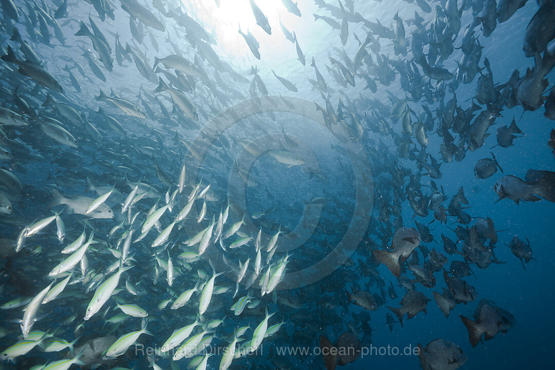 Shooling Black Snapper and Fusiliers and Rudderfishes
