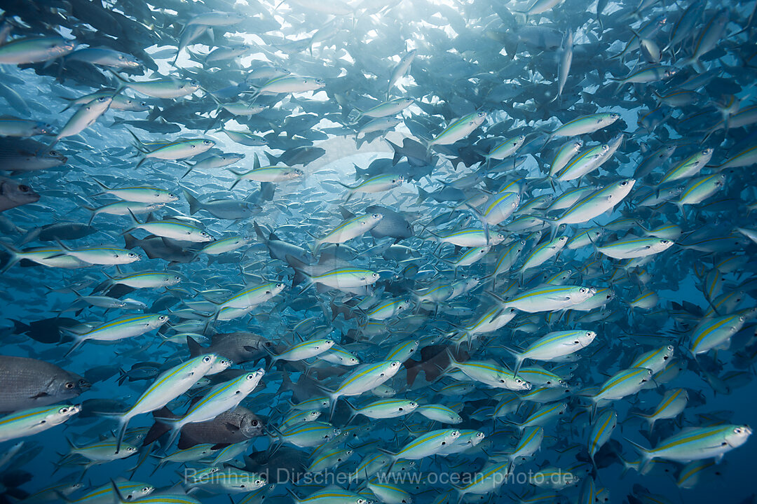 Schooling Rudderfish and Gold-banded Fusiliers