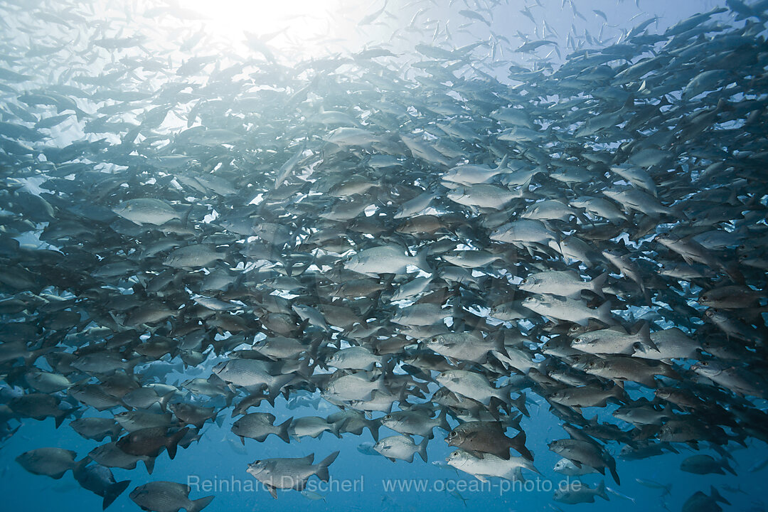 Shoal of Rudderfish