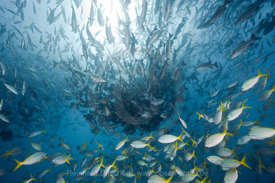 Shoal of Robust Fusilier and Rudderfish