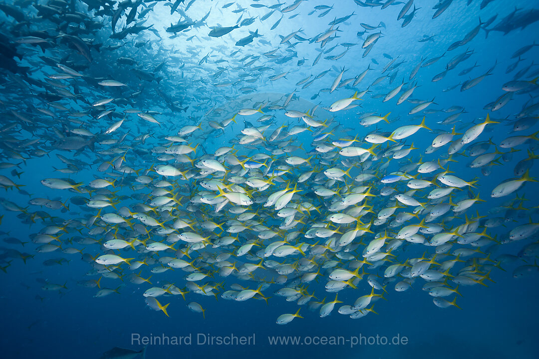 Shoal of Robust Fusilier