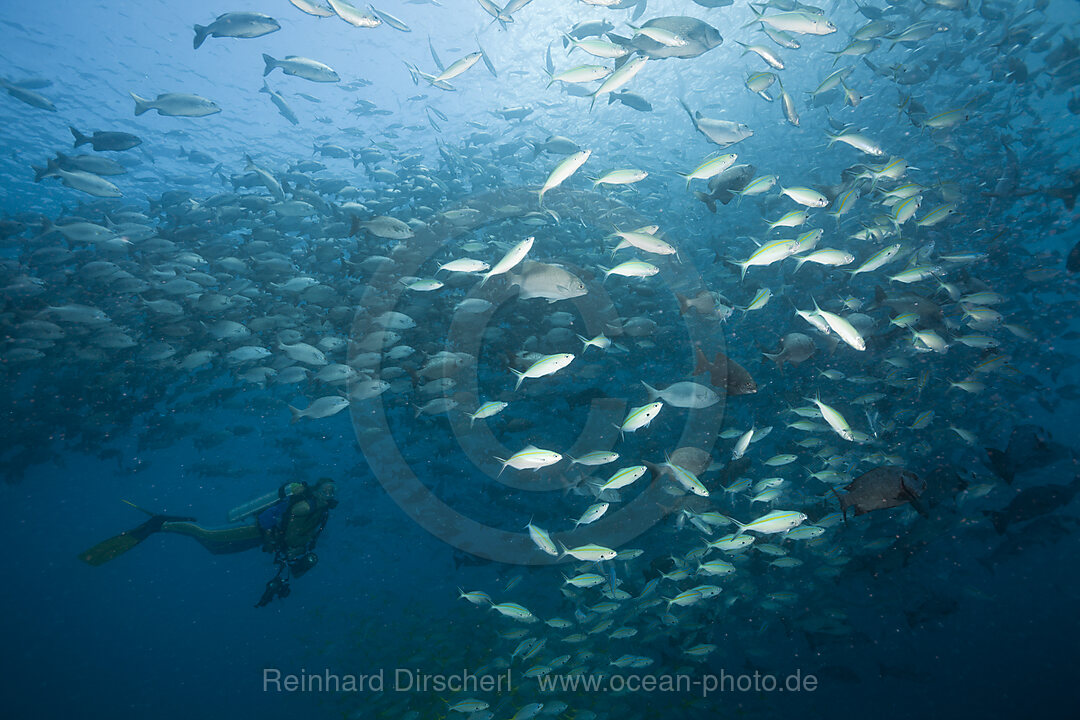 Schooling Rudderfish and Gold-banded Fusiliers
