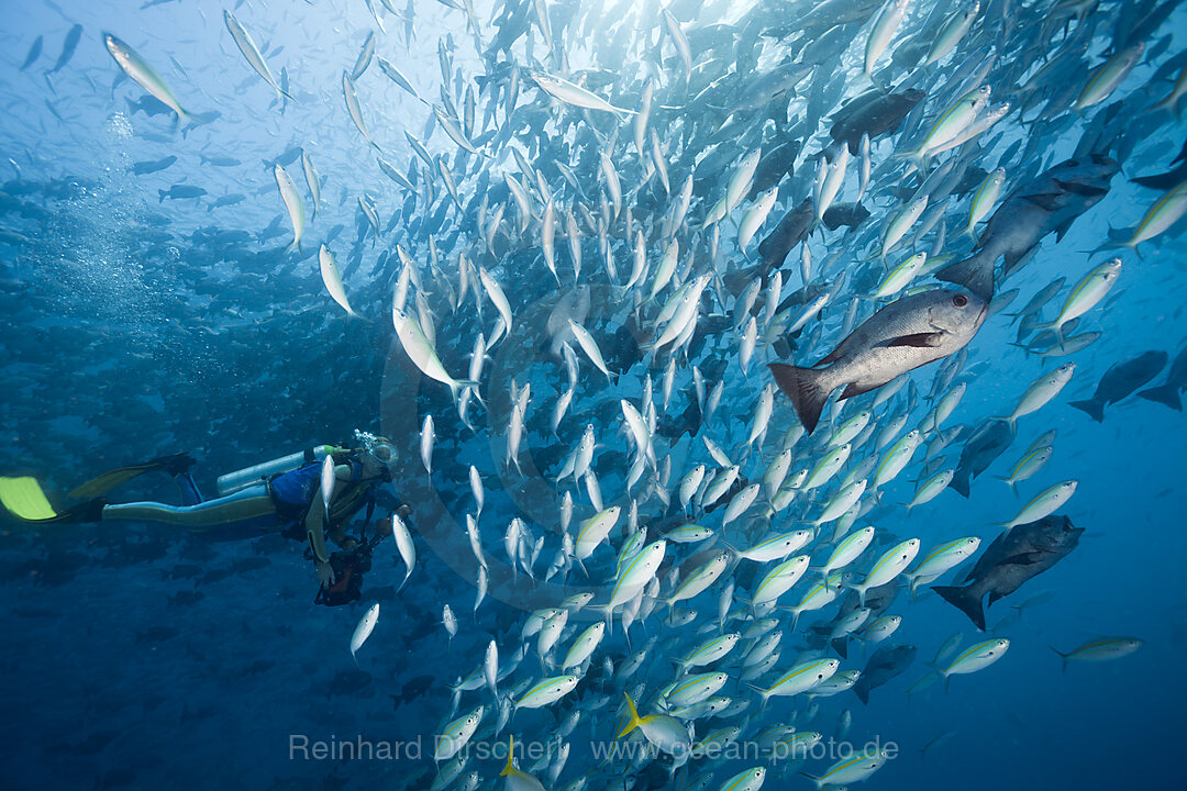 Diver and schooling Gold-banded Fusiliers and Black Snapper