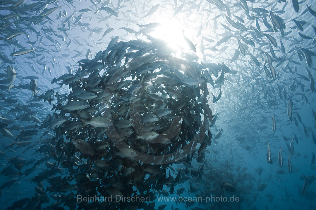 Shoal of Rudderfish laying Eggs in Open Water