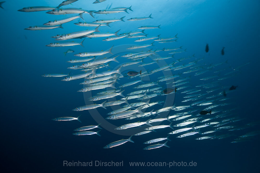 Gelbschwanz-Barrakudas im Schwarm, Sphyraena flavicauda, German Channel Mikronesien, Palau