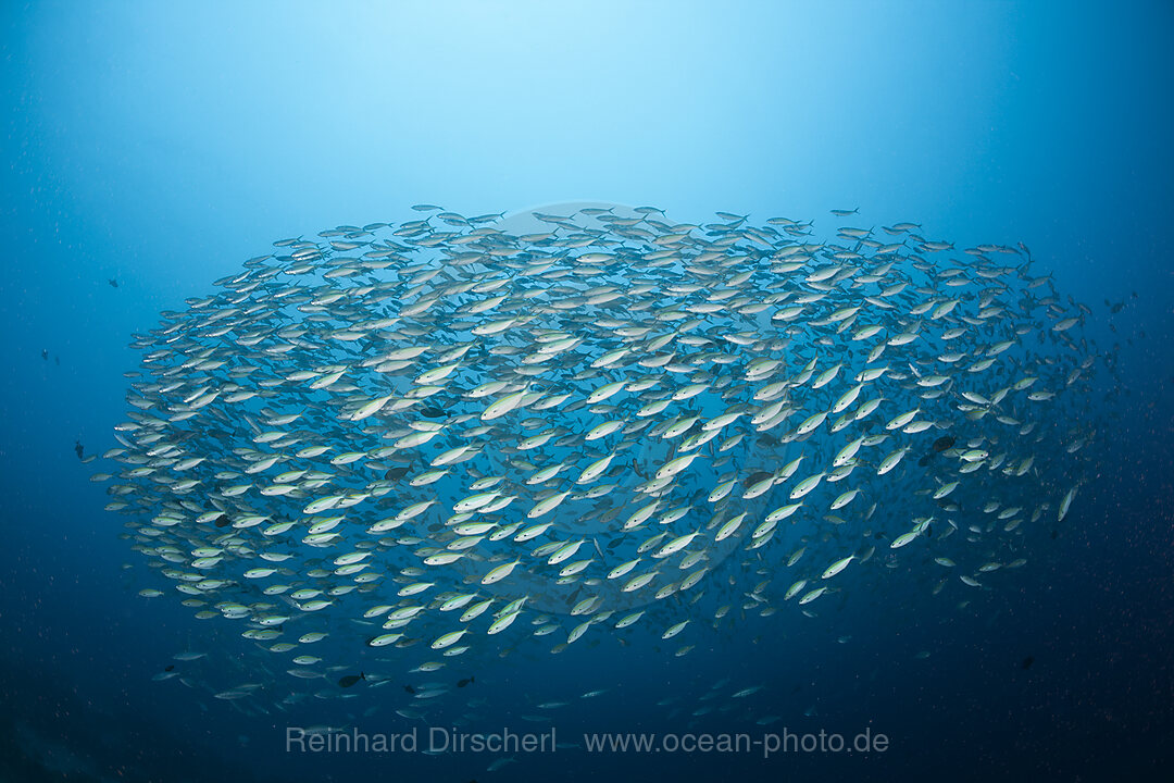 Shoal of Robust Fusilier, Caesio cuning, German Channel Micronesia, Palau