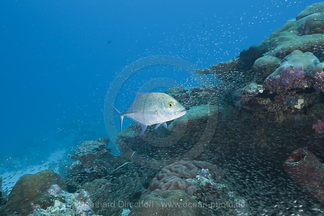 Blauflossen-Stachelmakrele jagt Glasfische, Caranx melampygus Parapriacanthus ransonneti, German Channel Mikronesien, Palau