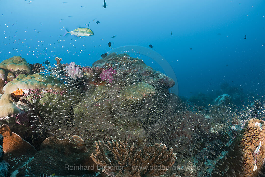 Riff mit Glasfischen, Parapriacanthus ransonneti, German Channel Mikronesien, Palau